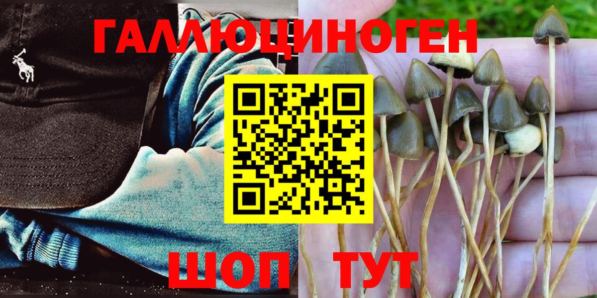 Галлюциногенные грибы Psilocybine cubensis Людиново